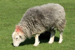 Herdwick ewe Wallpaper