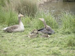 Greylag Geese and Babies Wallpaper