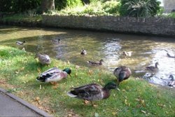 Ducks, Lower Slaughter Wallpaper