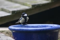 Great Tit on Flower Pot