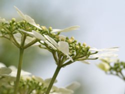 Flowers on a shrub in my garden, Steeple Claydon, Bucks Wallpaper