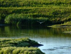 Gull at the wetlands Wallpaper