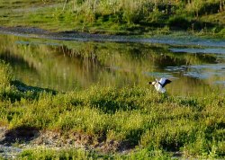 Shelduck landing at the wetlands Wallpaper