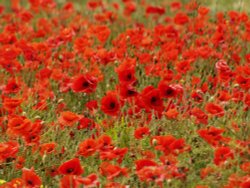 A few more poppies, Abbots Langley, Herts. Wallpaper