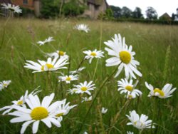 In the wildlife garden at Packwood House Wallpaper