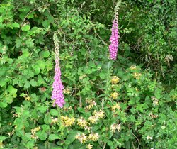 Fox gloves & Honey suckle Wallpaper