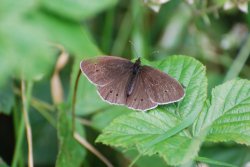 Ringlet Wallpaper