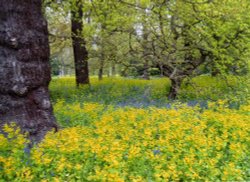 A Springtime sea of colour