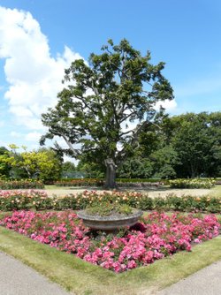 Rose Garden