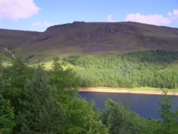 Dovestones and The Pine Forest Wallpaper