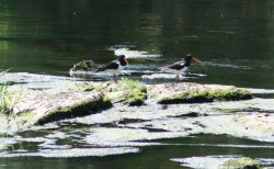 Oyster Catchers Wallpaper