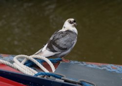 Obliging colour-matched pigeon on narrowboat, Oxford Canal, Jericho, Oxford. Wallpaper