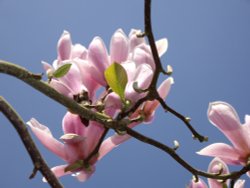 Blossom at Witley Court Wallpaper