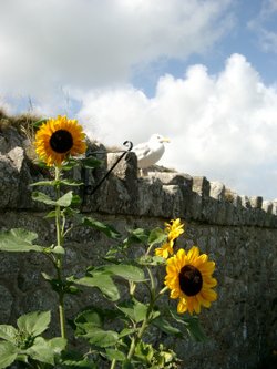 Sunflowers and seagull