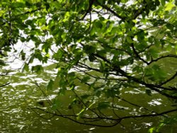 Fishing lake near Thornborough, Bucks Wallpaper