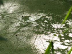 Remnant of the Buckingham branch of the Grand Union Canal, Thornborough, Bucks Wallpaper