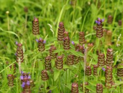 Unique pagoda-like Self-Heal, Thornborough, Bucks Wallpaper