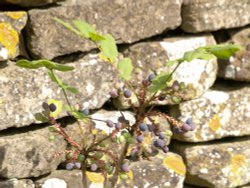 Berries against a wall near the Church, King's Sutton, Northants. Wallpaper