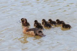 Tufted ducks at Bagworth Heath