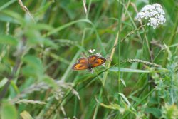 Gatekeeper butterfly Wallpaper