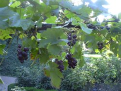 Grapes grow among the roses on the pergola Wallpaper