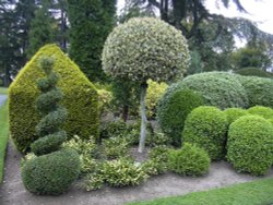 Topiary Wallpaper