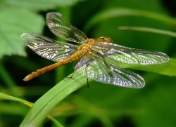 Female common darter.......sympetrum striolatum Wallpaper