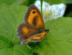 Gatekeeper....pyronia tithonus Wallpaper