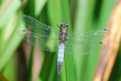 Black Tailed Skimmer