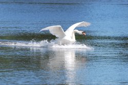 Splash Landing