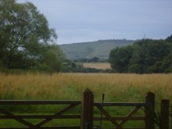 Lush mid summer meadow