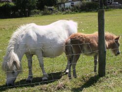 Pony and foal Wallpaper