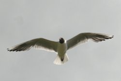 Black Headed Gull flying over Derwentwater. Wallpaper