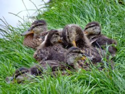 Local residents of the fluffy kind, Ashford