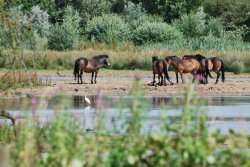 Cossington Meadows Wallpaper