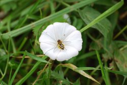 Hover fly on Hedge Bindweed Wallpaper