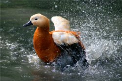 Ruddy Shelduck Bath Time. Wallpaper