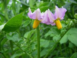 York Maze wildflowers Wallpaper