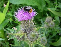 York Maze wildflowers Wallpaper