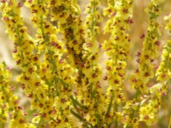 Dark Mullein, near Ewelme, Oxon. Wallpaper