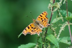 Comma