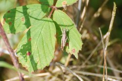 Grasshopper,  Brascote Gravel Pits, Brascote Wallpaper