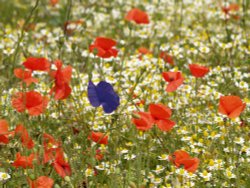 Poppies, Abbots Langley, Herts