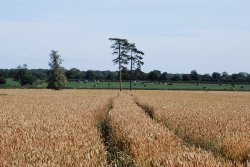 Farmland at Shackerstone Wallpaper