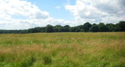 Nostell Priory Wallpaper