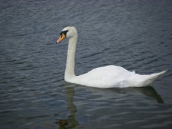 Anglers Country Park Wallpaper