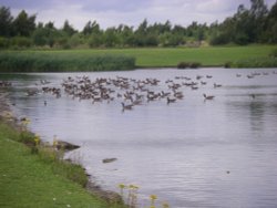 Anglers Country Park Wallpaper