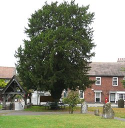 A View From Eynsford Church