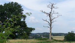 Looking towards Lamberhurst Church Wallpaper