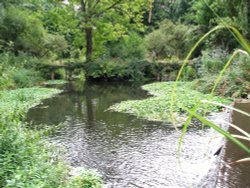 Morden Hall Park Water and Arches Wallpaper